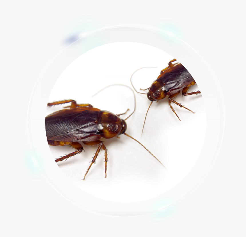 American Cockroach, HD Png Download