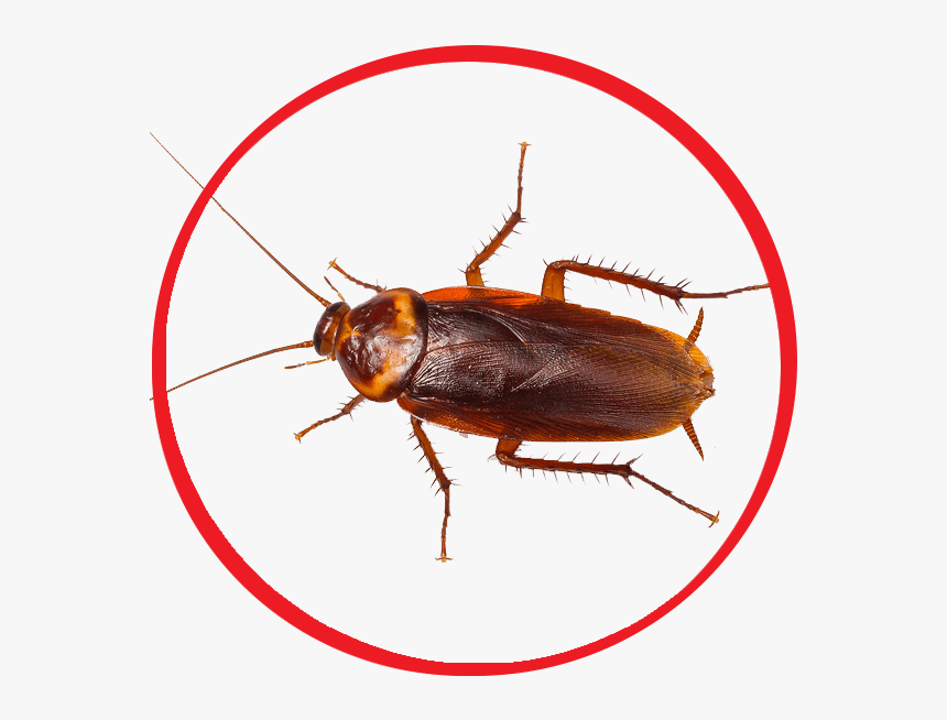 Female Cockroach, HD Png Download