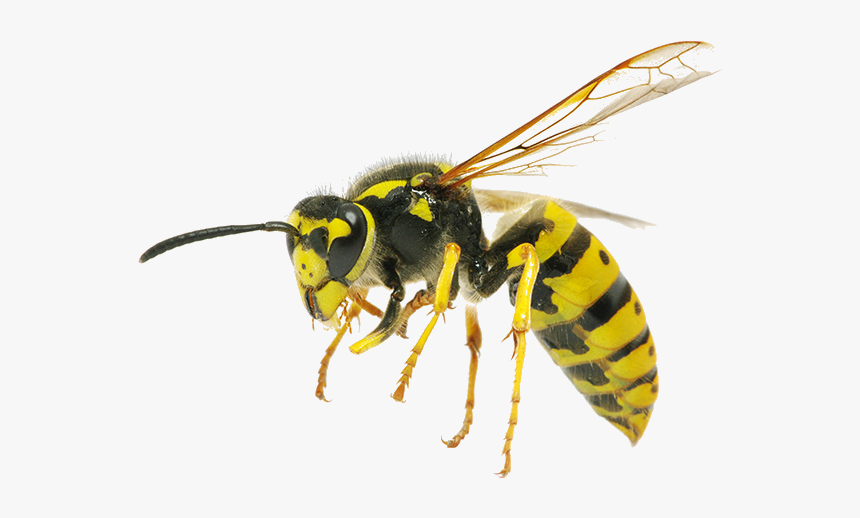 Wasps, HD Png Download