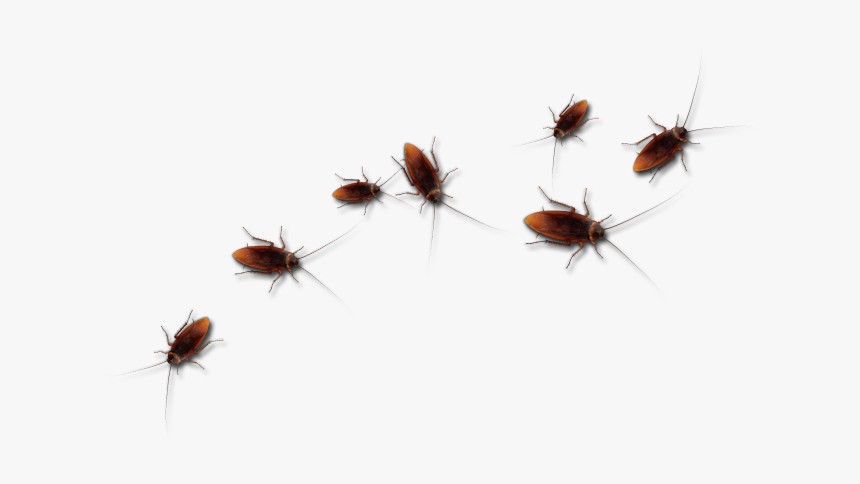 Roaches Png, Transparent Png