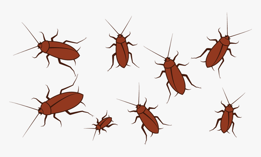Cockroach, HD Png Download