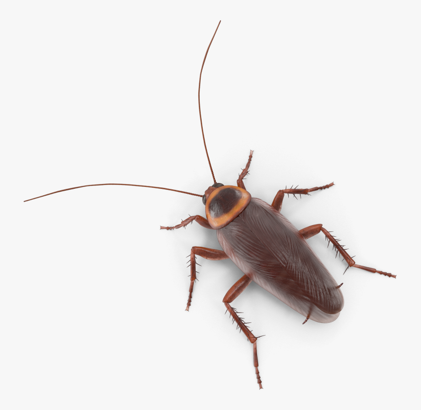 Longhorn Beetle, HD Png Download
