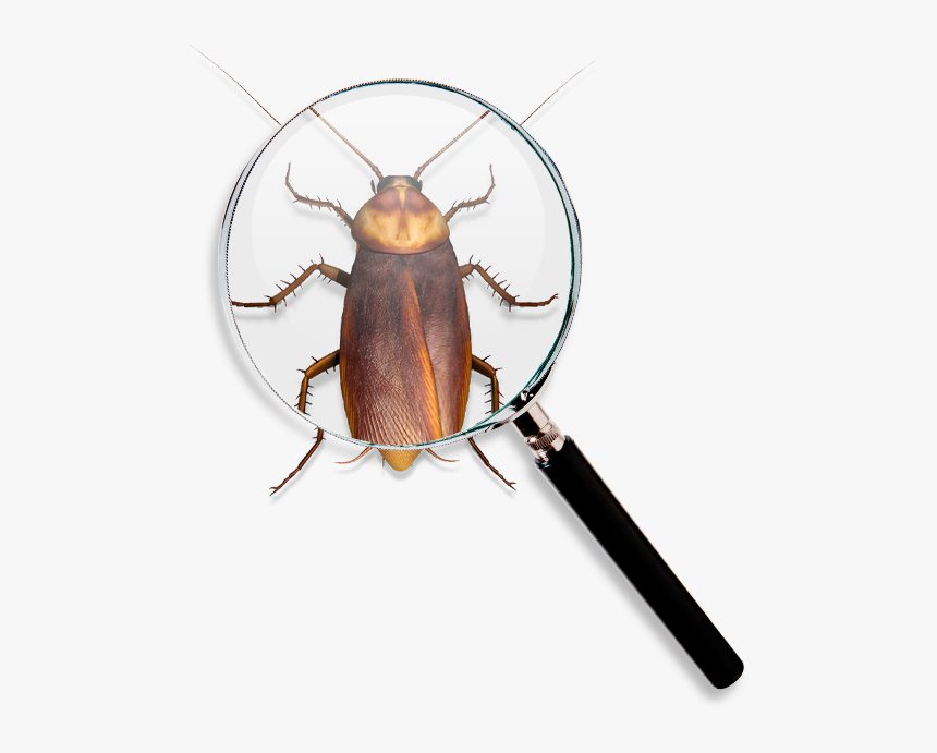 Roach Find - Longhorn Beetle, HD Png Download