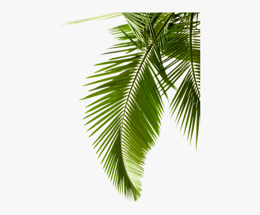 Plant Leaf Photography Tree Arecaceae Palm Leaves Clipart - Palm Leaf Transparent Background, HD Png Download