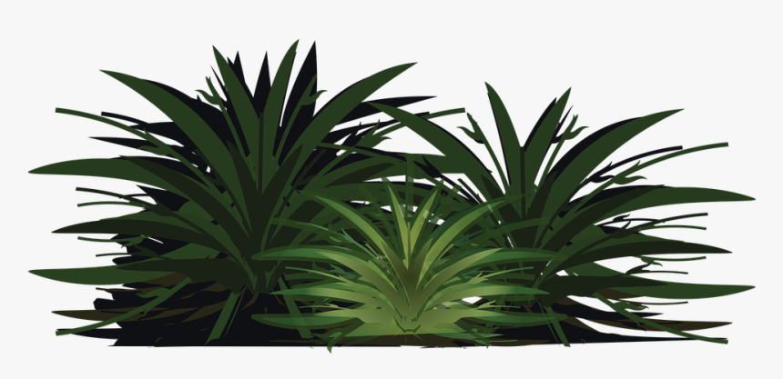 Palm Tree, Wood, Paper, Leaves, Plant, Bush, Foliage - Sabal Palmetto, HD Png Download