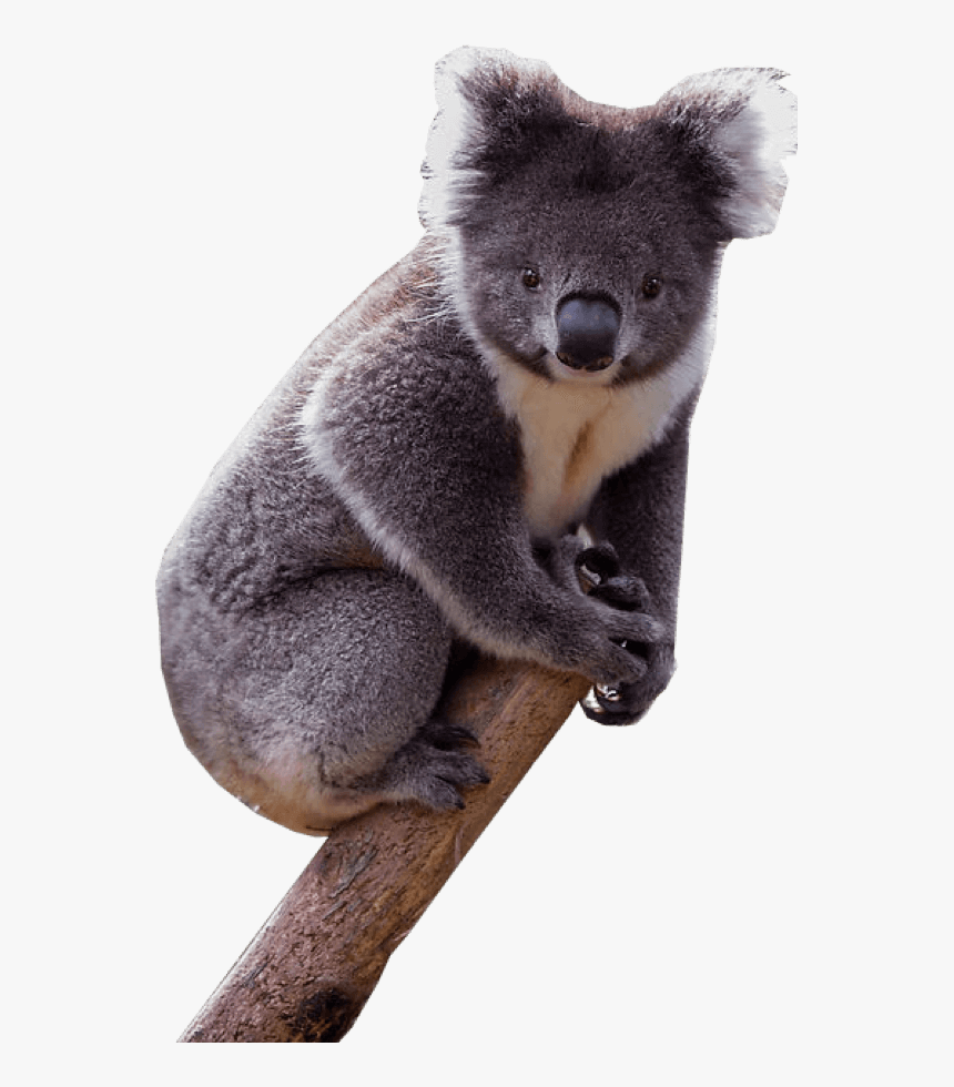 Download Koala Png Transparent Images Transparent Backgrounds - Transparent Background Koala Png Transparent, Png Download