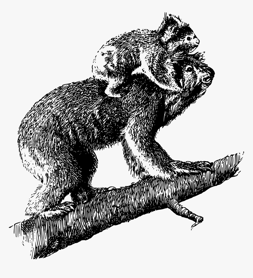 Koala With Young Clip Arts - Old Koala Illustration, HD Png Download