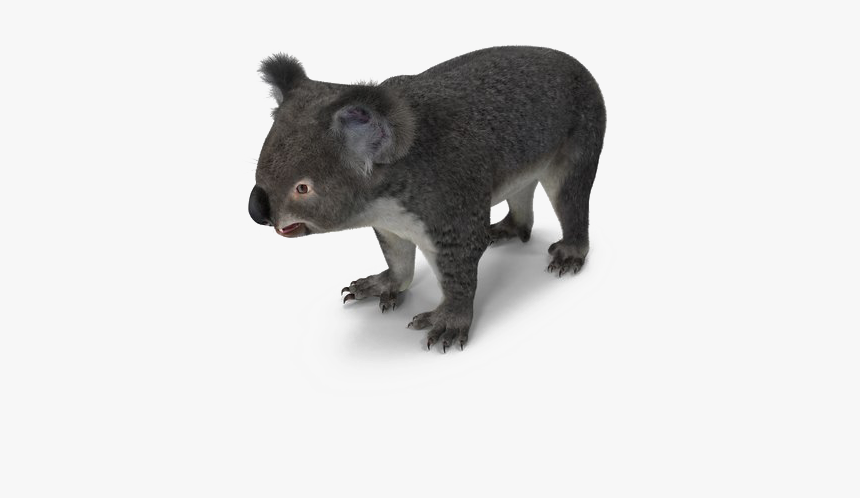 Koala, HD Png Download