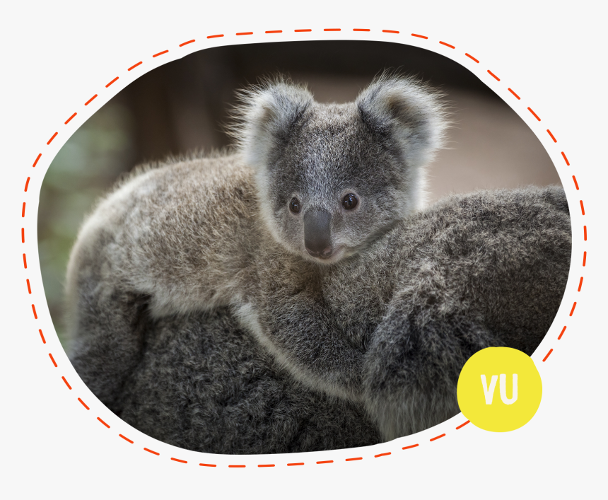 Medvídek Koala, HD Png Download