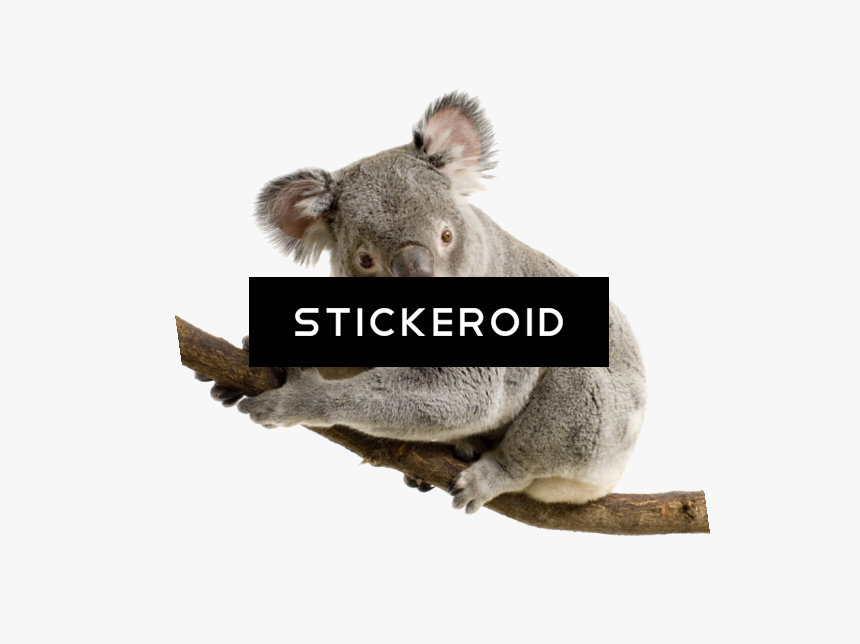 Koala Transparent Background , Png Download - Koala White Background, Png Download