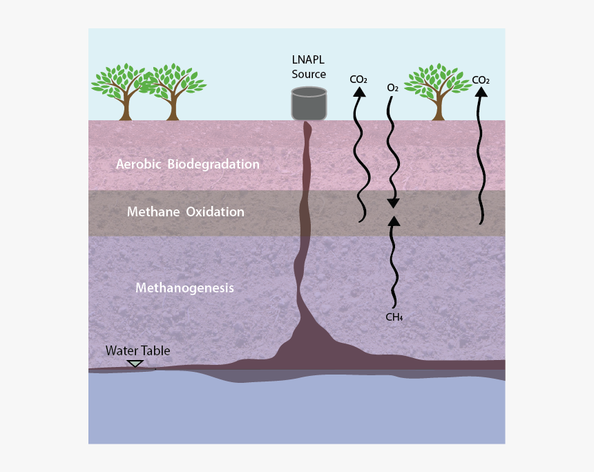 Webimages2-16 - Tree, HD Png Download