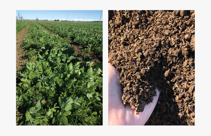 Side By Side Of Plants And Soil - Cash Crop, HD Png Download
