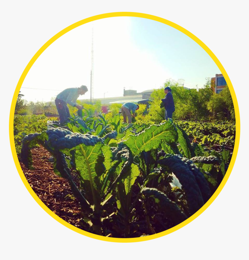 Factor Circles Food - Plantation, HD Png Download