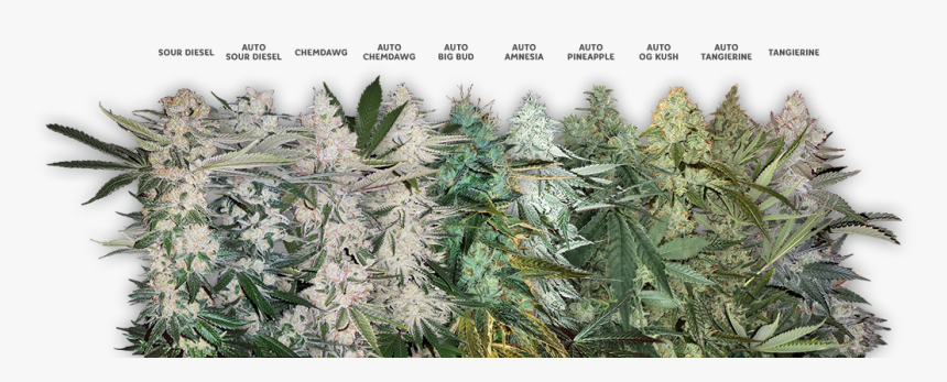 Bg Weed Strain , Png Download - Bulk Seeds Sour Diesel, Transparent Png