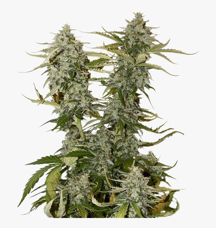 Candy Dawg Feminized - Royal Dwarf Weed, HD Png Download