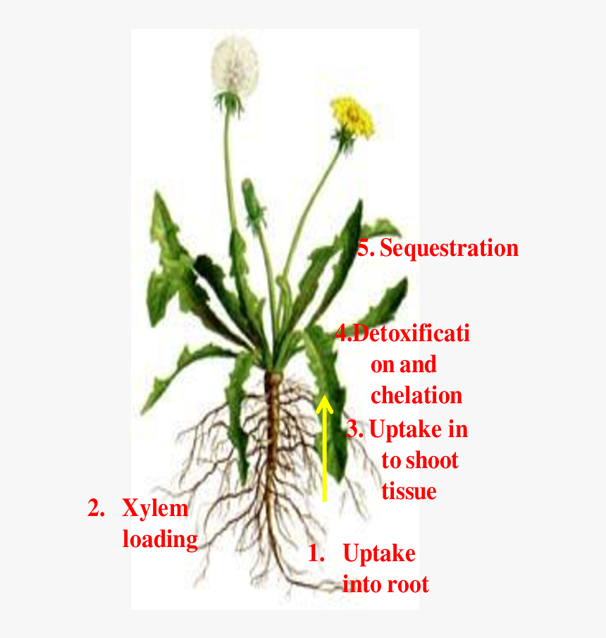Different Pathways Of Metal Uptake And Detoxification - Diagram Of Dandelion Plant, HD Png Download