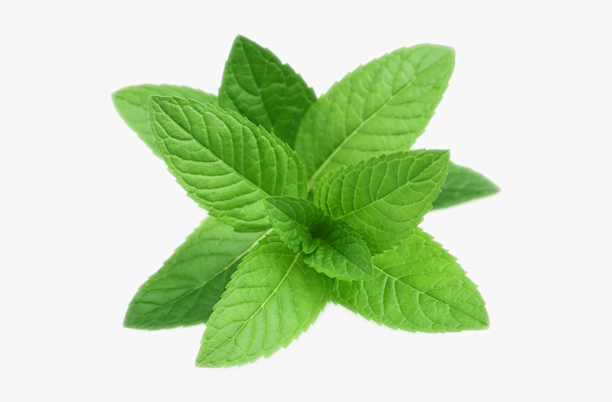Pepermint Png - Transparent Mint Png, Png Download