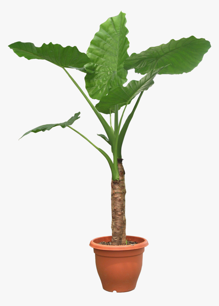 Plant Png Potted - Transparent Pot Plants Png, Png Download