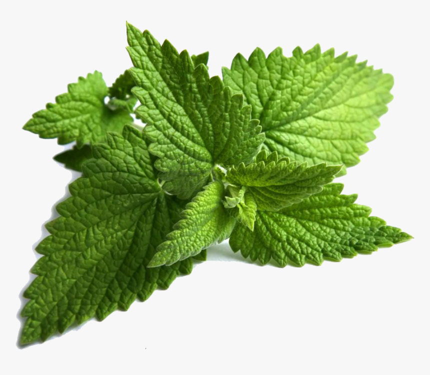 Download Mint Png Clipart - Mint Clipart, Transparent Png
