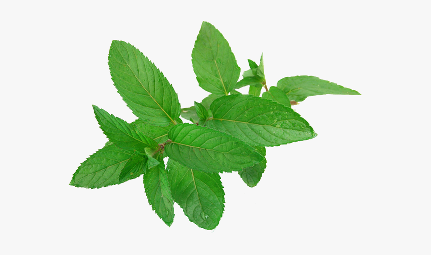 Pepermint Png - Mint Leaves, Transparent Png