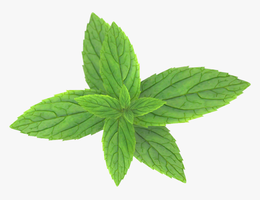 Pepermint Png - Peppermint Leaf Transparent Background, Png Download