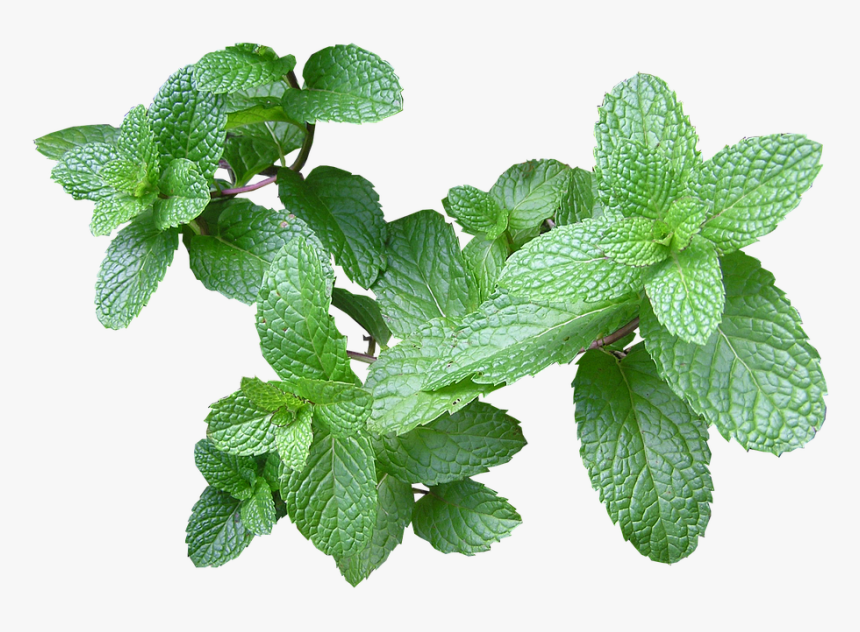 Herb Mint Cut - Gravida Pode Tomar Cha De Hortelã, HD Png Download