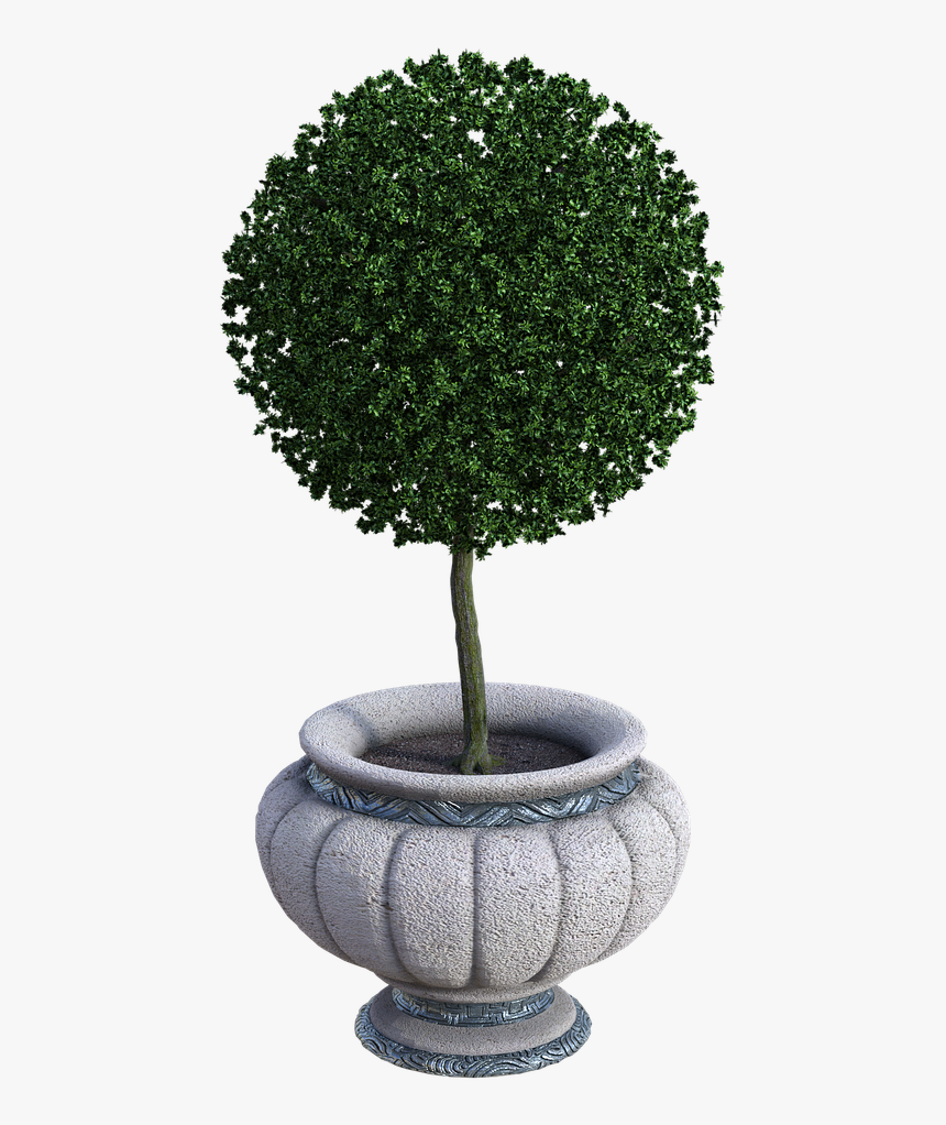 Potted Plant, Trimmed, Pot, Flower, Plant, Summer Plane, HD Png Download , Transparent Png