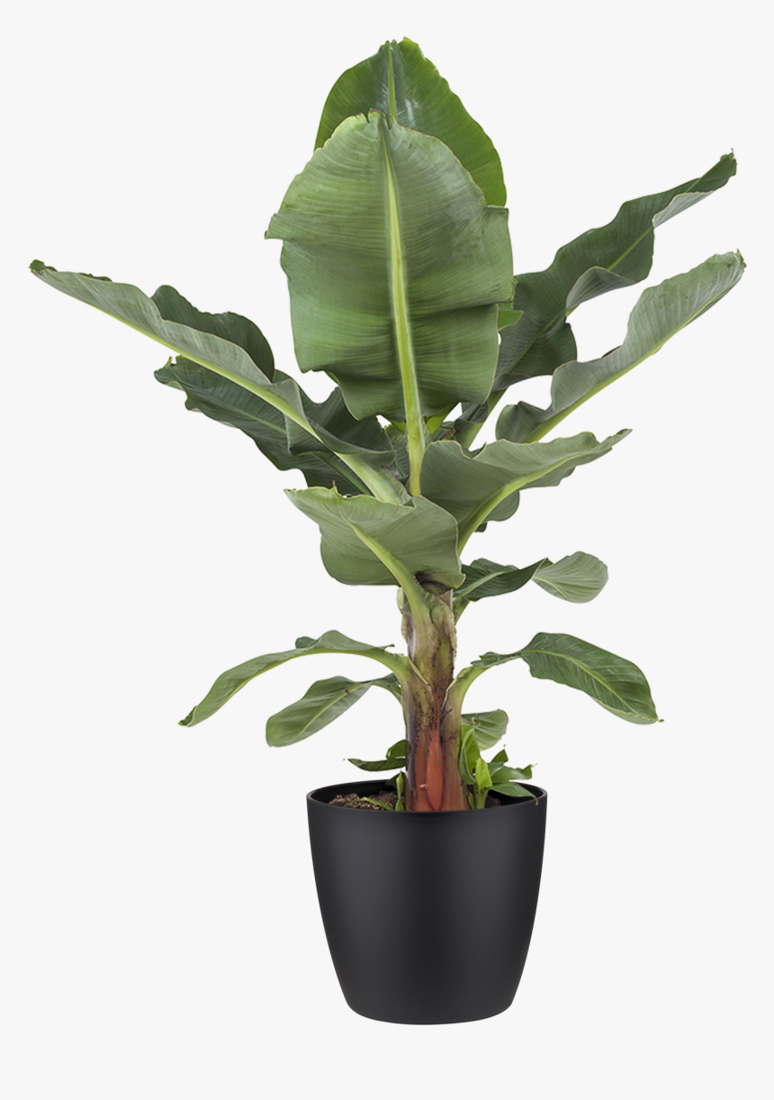 Potted Plant Banana Plant - Indoor Plant Black Pot, HD Png Download