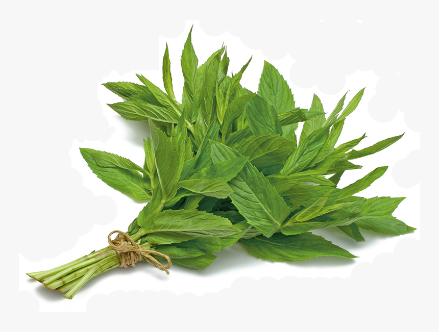 Mint - Mint Leaves Bunch Png, Transparent Png