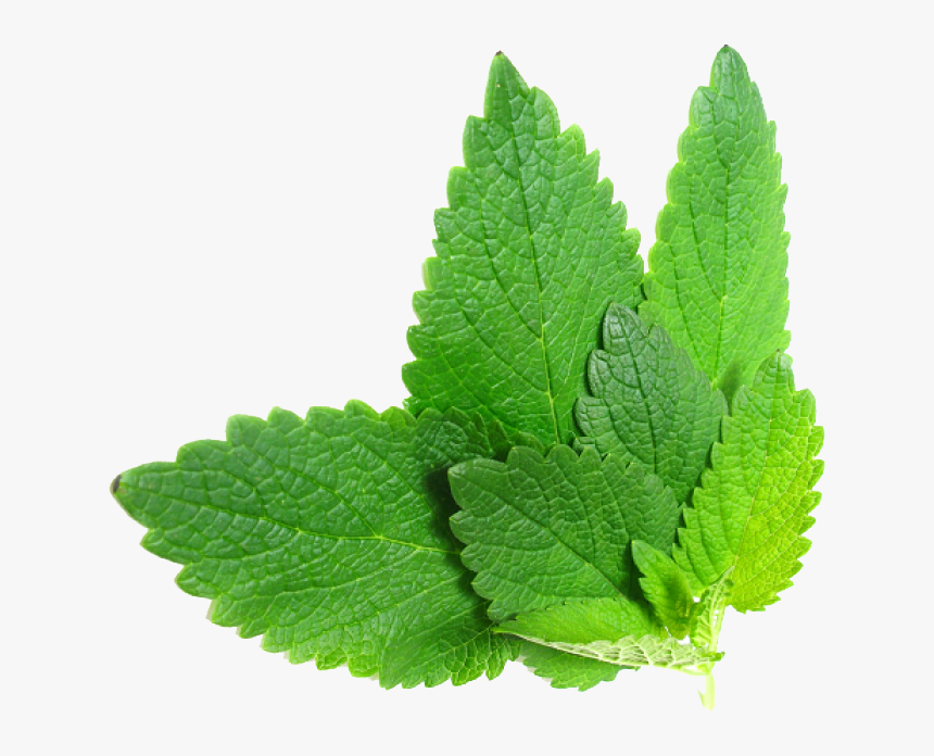 Plant,lemon Balm,peppermint,stevia Rebaudiana,perilla - Herbs Png, Transparent Png