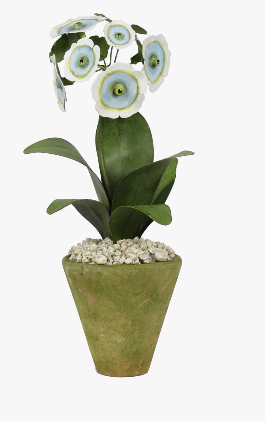 Auricula, HD Png Download