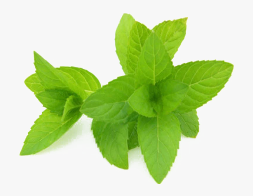 Mint Png Hd Quality - Peppermint Extract, Transparent Png