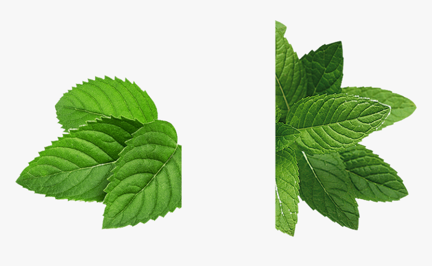 Mint, Bean Bar Whittaker - Mint Leaves Mint Png, Transparent Png