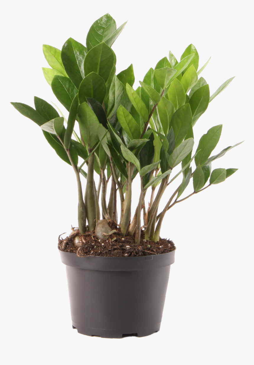 Plant Indoor Png Zamioculcas, Transparent Png