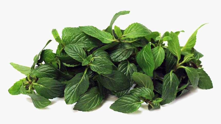 Mint - Peppermint In Urdu, HD Png Download