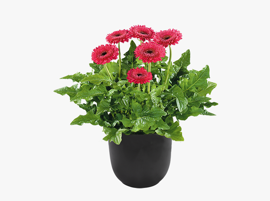 Flower Pot Plants Png, Transparent Png