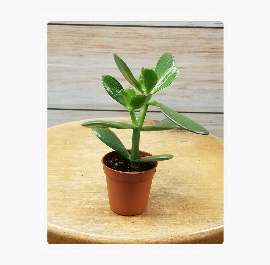 Flowerpot, HD Png Download