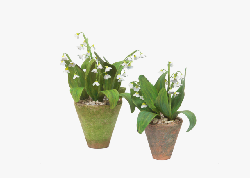 Tommymitchell 20 2504303434 O, HD Png Download