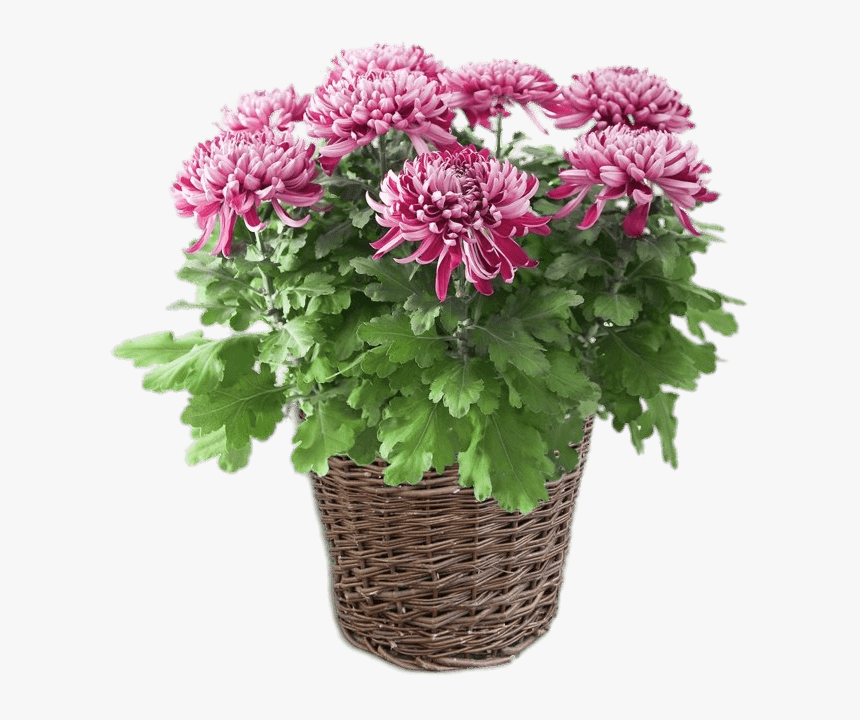 Potted Pink Chrysanthemum - Plante D Énergie Positive, HD Png Download