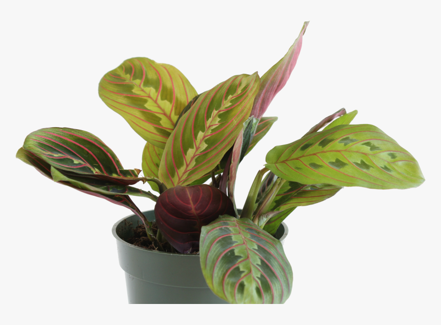 Prayer Plant - Red - Flowerpot, HD Png Download