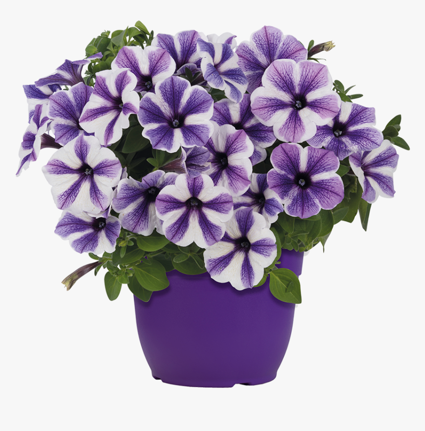 Flowerpot, HD Png Download