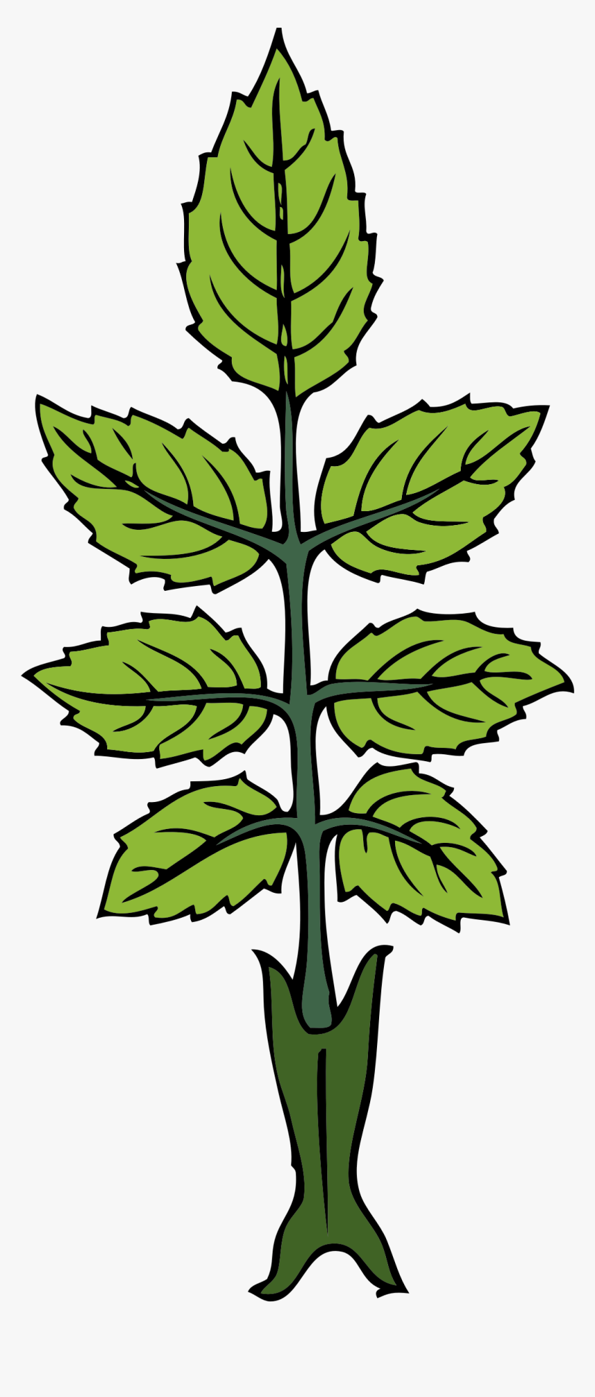 Free Vector Mint Branch Clip Art - Draw A Mint Plant, HD Png Download