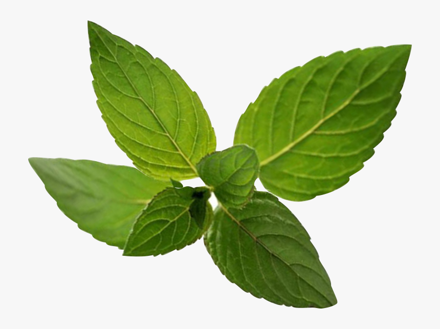 Peppermint Transparent Png Image - Ilex Verticillataamerican Winterberry, Png Download