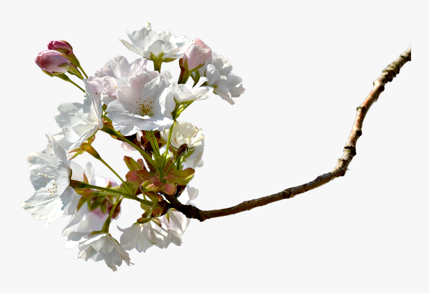 Branch, Cherry Blossom, Cherry Tree, Cherry Branche - Miroslav Dolenec Dravski Moja Podravina, HD Png Download