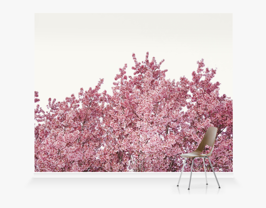 Cherry Blossom, HD Png Download
