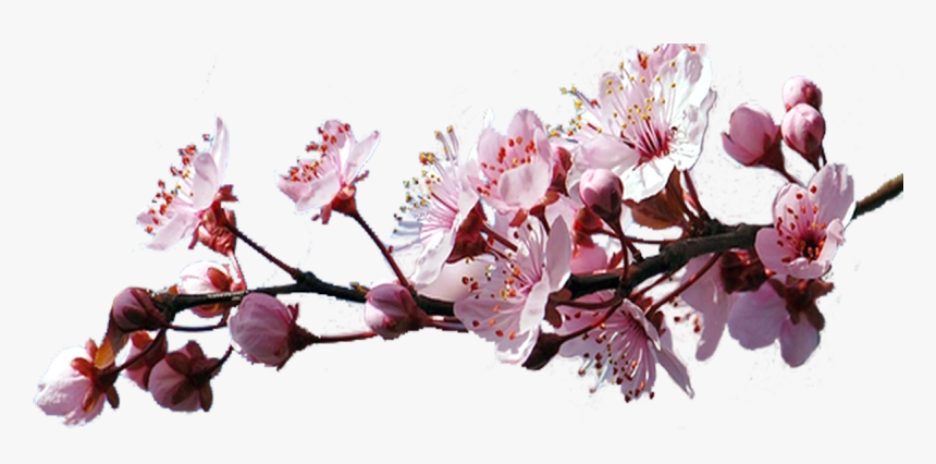 Sakura Png, Transparent Png