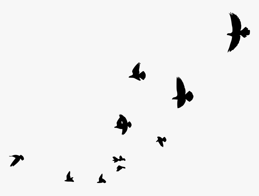 Pigeons And Doves, HD Png Download