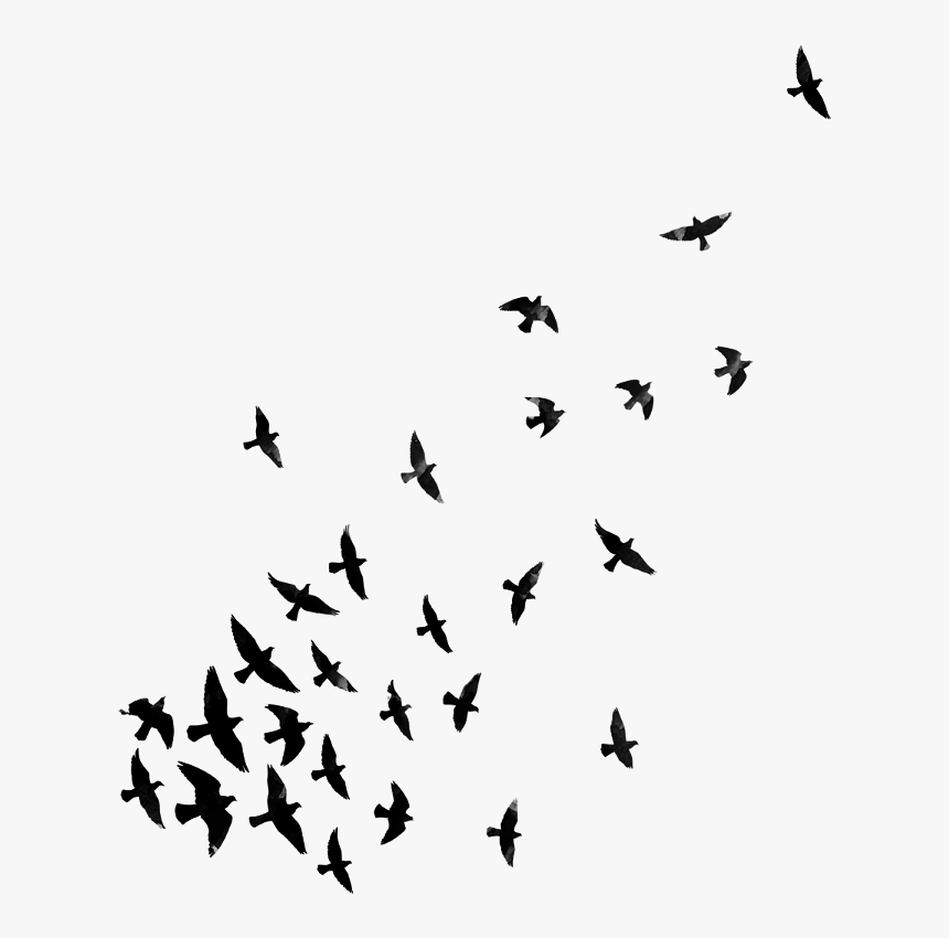 birds bird blackandwhite dispersion dispersioneffect png effects for picsart transparent png transparent png image pngitem birds bird blackandwhite dispersion