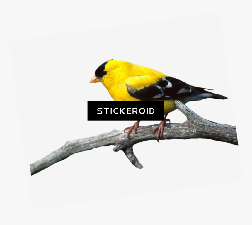 European Robin Birds , Png Download - Papeis De Parede Para Celular, Transparent Png