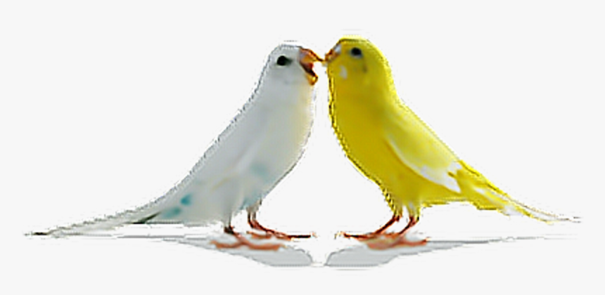 Birds Parrots Bird Tumblr Ftestickers - Png Hd Download Birds, Transparent Png